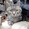 ［188］猫と冒険  🙇‍♂️うそ出張でしたゴメンナサイ （😺早く朝ご飯を食べてウンチして出発なのニャ～👦マジかよ～。）