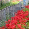 【花】川越水上公園の彼岸花　EOS Kiss M＋TAMRON 70−200mmF2.8(A025)＋マクロレンズSA AF90mmで撮影