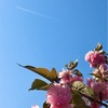 八重桜と飛行機雲　家は庭は