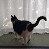 見たらやりたくなったマイクラの話