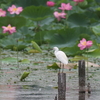 コサギ・チュウサギ・ダイサギ・ゴイサギ・カワラヒワ