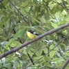マミジロキビタキ・サンショウクイ・トビ・キビタキ・ムシクイ(大阪城野鳥探鳥20220723 4:45-11:45)