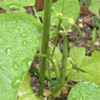 庭で夏野菜 13　【つるなしインゲン】