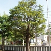 西野神社境内で最も古い木