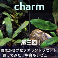 charmおまかせブセファランドラセット過去40株の中身内容全て公開