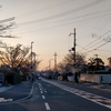 朝の桜、夕方の桜