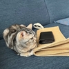 猫、夜行性に戻る