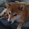 冬支度