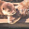 カワウソ動画