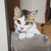 2月22日は猫の日(๑╹ω╹๑ )