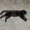 ソロキャンプ 37 猫と鰤、橋と刺青の男