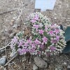 ミセバヤの蕾、ようやくほころぶ・・・