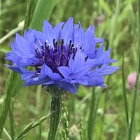 散歩で見かける花の名前や花言葉を知り 趣味の輪が広がる 黄 白 青紫の花 きれいの素 散歩で見かける花の名前や花言葉を知り 趣味の輪が広がる 黄 白 青紫の花 きれいの素