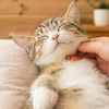 猫腎臓病治療「ＦｅｌｉＡＩＭ（フェリエイム）」が承認申請！　早ければ年内に実用化か