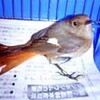 小さなジョウビタキ、はるばる中国から飛来（埼玉県）