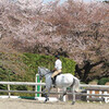 執念の都内桜撮影（４月10・11・13日）