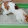 オルガ・サキユロワ🍀猫のトイレの臭いを解消するための3つの方法：猫砂よりも効果的なもの