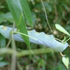 芋虫って意外にお茶目〜キイロスズメ
