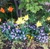 約束の花が咲いて