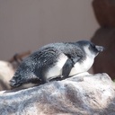 えながの空飛ぶペンギン日記