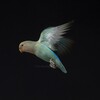 「飛ぶところは撮りたい」蔵出し！インコのおとちゃん