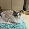 今日はロングお留守番になったふくちゃん