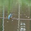 カマキリがユラユラ揺れるわけ