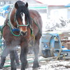  「ばんえい競馬考１」！