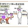 「輸入牛肉」BSE(狂牛病) 月齢制限 撤廃