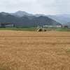 麦の収穫