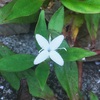 メリケンムグラの白い花
