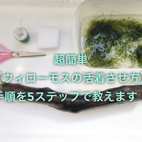 ウィローモスを土管や焼き物へ活着させる方法を紹介 たなごgo