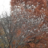 子福桜とメタセコイヤ．．冬の風景