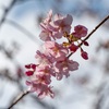 河津桜総集編～鳥ミングとともに～