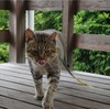 光の具合でワルく見えるプーチンさん（猫）