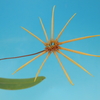 Bulbophyllum makoyanum