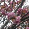 桜は八重に