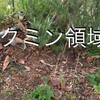 4月15日 定植と種まき 
