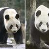 パンダ２頭が中国・成都から上野動物園に到着