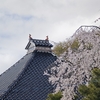 桜咲く街をあるけば「忍者寺のしだれ桜」