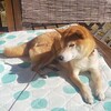 お盆に突入…
