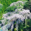 【愛媛】春の花めぐり