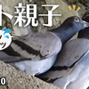 1120【鳩の親子と雛の鳴き声】ツグミが柿を食べる。エナガの喧嘩？カワセミ。ヒドリガモのエクリプスと繁殖羽。オンブバッタの交尾、マガモやカルガモ奇形など【 #今日撮り野鳥動画まとめ 】 #身近な生き物