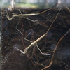ミズカマキリ Ranatra chinensis