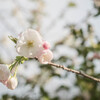 中央公園の桜　　その１＠千葉県習志野市