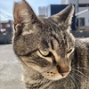 冬の日の猫たち３〜地域猫を考える