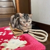 猫、獲物を見逃す
