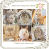 うさぎと暮らして20年