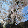 #桜満開#お花見