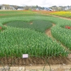 ひるがの高原・牧歌の里に咲いていた花たち ③（岐阜県郡上市）